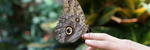 Butterfly Dreams Nocturne #138 - Ronald Karle Music Composer and Arranger (Nocturne #138 - Butterfly Dreams)