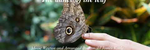 The dance of the leaf Nocturne # 266 - Ronald Karle Music Composer and Arranger (Nocturne #266 - The dance of the leaf)